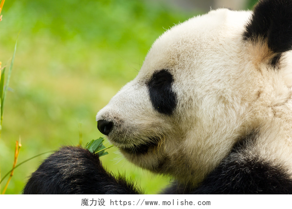 熊猫吃竹子的特写熊猫吃竹子关闭